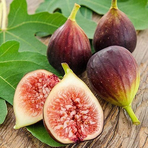 Figs